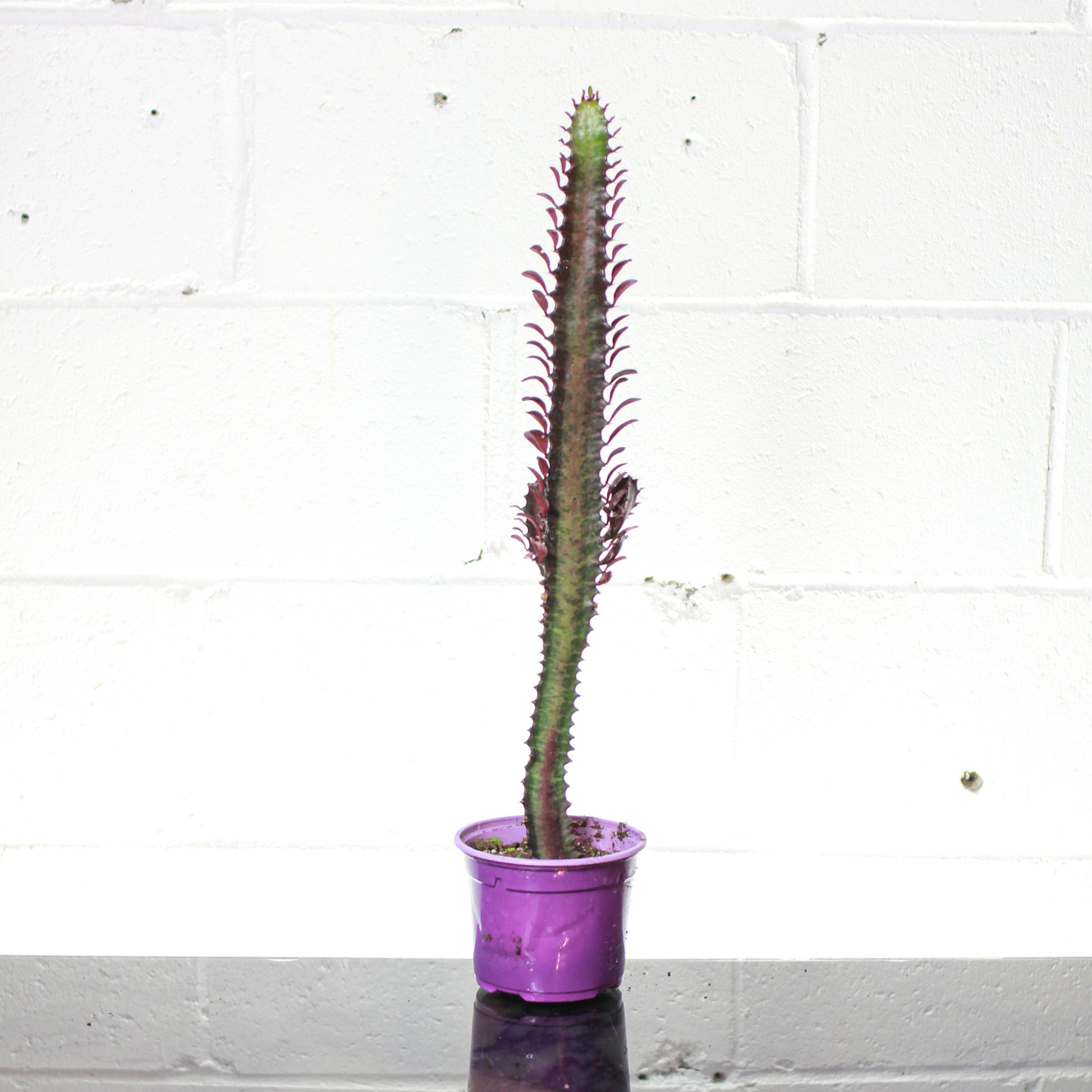 Purple African Milk Tree Cactus (Euphorbia trigona) in a 5 inch pot. Indoor plant for sale by Promise Supply for delivery and pickup in Toronto