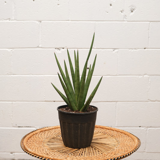 Snake Plant (Sansevieria fasciata) in a 7 inch pot. Indoor plant for sale by Promise Supply for delivery and pickup in Toronto