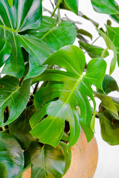 Swiss Cheese Monstera (Monstera deliciosa) in a 14 inch pot. Indoor plant for sale by Promise Supply for delivery and pickup in Toronto