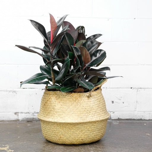 Rubber Plant, Rubber Tree, Rubber Ficus (Ficus elastica) in a 14 inch pot. Indoor plant for sale by Promise Supply for delivery and pickup in Toronto