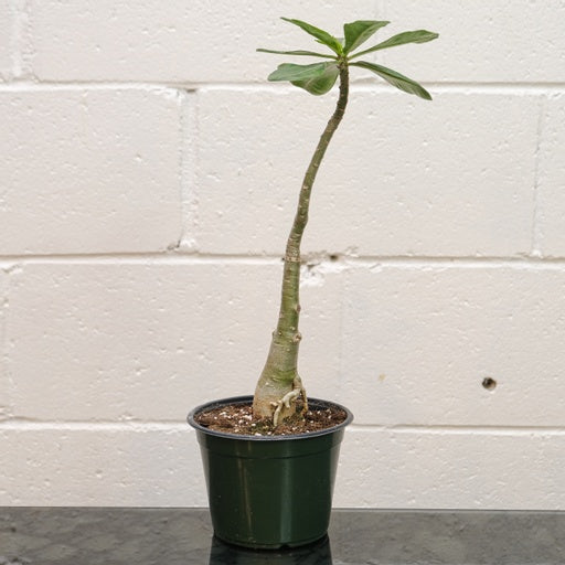 Desert Rose (Adenium obesum) in a 6 inch pot. Indoor plant for sale by Promise Supply for delivery and pickup in Toronto