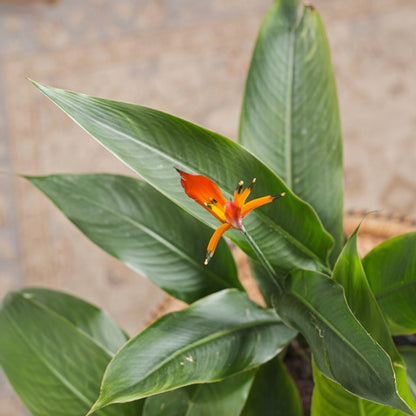 is heliconia indoor plant False Bird Of Paradise: Heliconia - 10" Pot