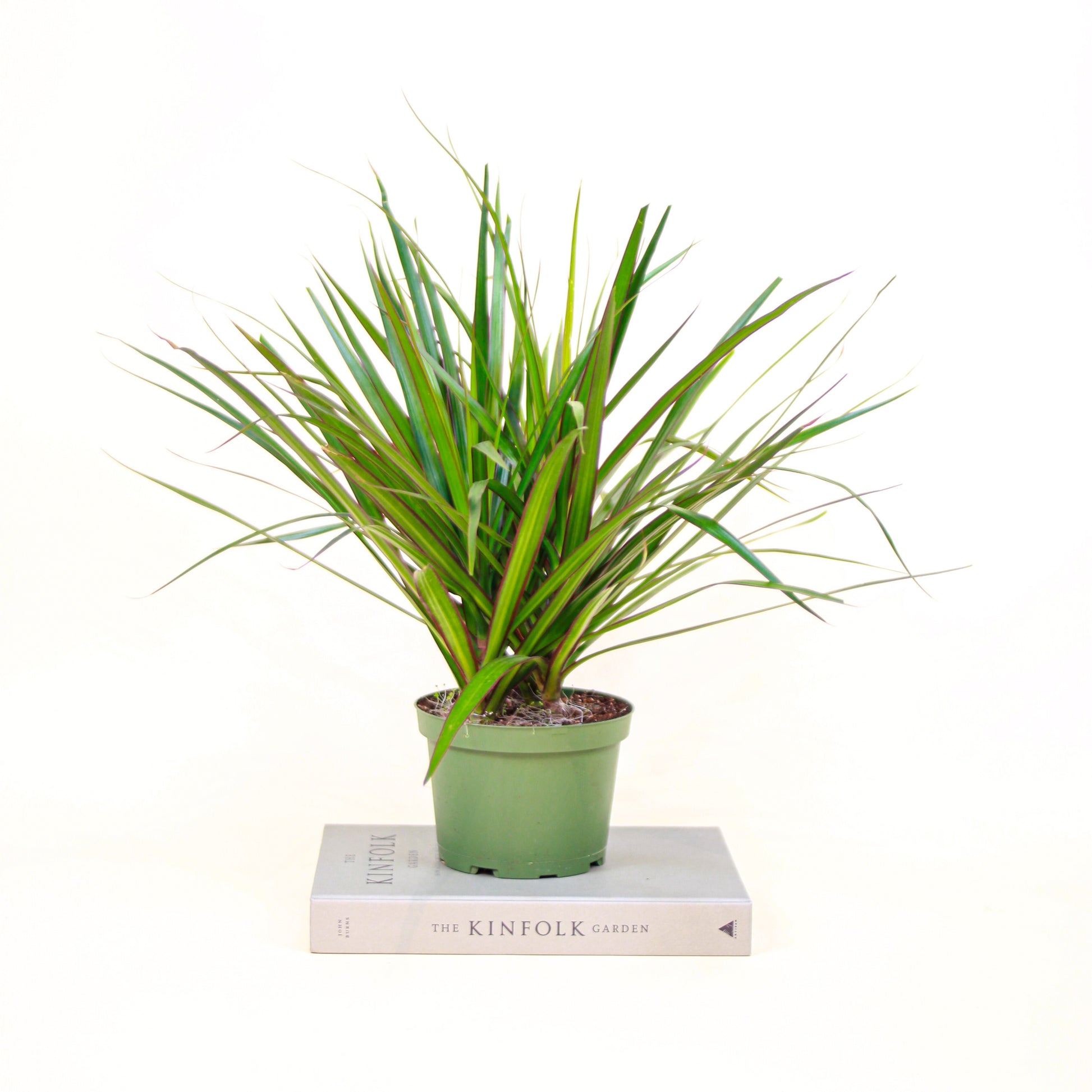 Aboera, Dracaena (Dracaena marginata) in a 6 inch pot. Indoor plant for sale by Promise Supply for delivery and pickup in Toronto
