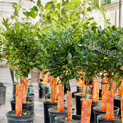 Tangerine Tree (Citrus tangerina) in a 16 inch pot. Indoor plant for sale by Promise Supply for delivery and pickup in Toronto