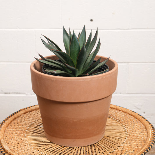 Blue Agave (Agave) in a 10 inch pot. Indoor plant for sale by Promise Supply for delivery and pickup in Toronto