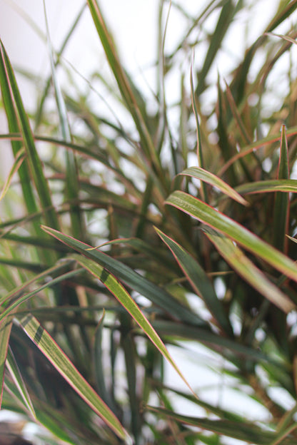 Dragon Tree Candelabra Tree (Dracaena marginata) in a 10 inch pot. Indoor plant for sale by Promise Supply for delivery and pickup in Toronto