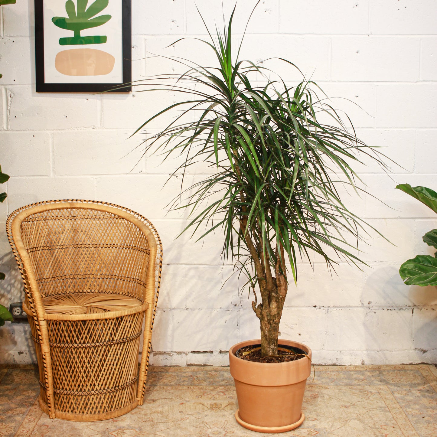 Madagascar Dragon tree, Dragon Tree, (Dracaena marginata) in a 10 inch pot. Indoor plant for sale by Promise Supply for delivery and pickup in Toronto