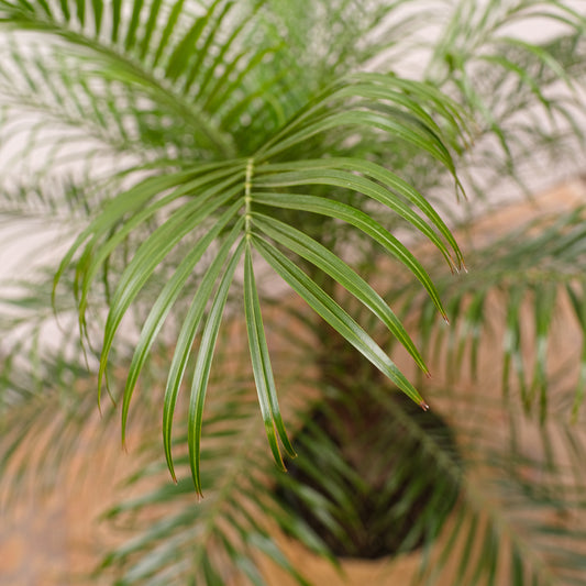 Date Palm (Phoenix roebelenii) in a 10 inch pot. Indoor plant for sale by Promise Supply for delivery and pickup in Toronto