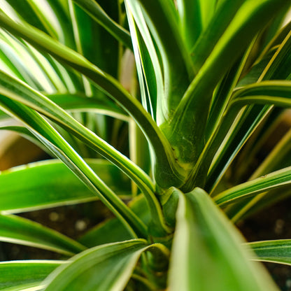 Variegated Yucca Bush (Yucca gigantea) in a 10 inch pot. Indoor plant for sale by Promise Supply for delivery and pickup in Toronto