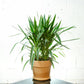 Yucca (Yucca gigantea) in a 10 inch pot. Indoor plant for sale by Promise Supply for delivery and pickup in Toronto