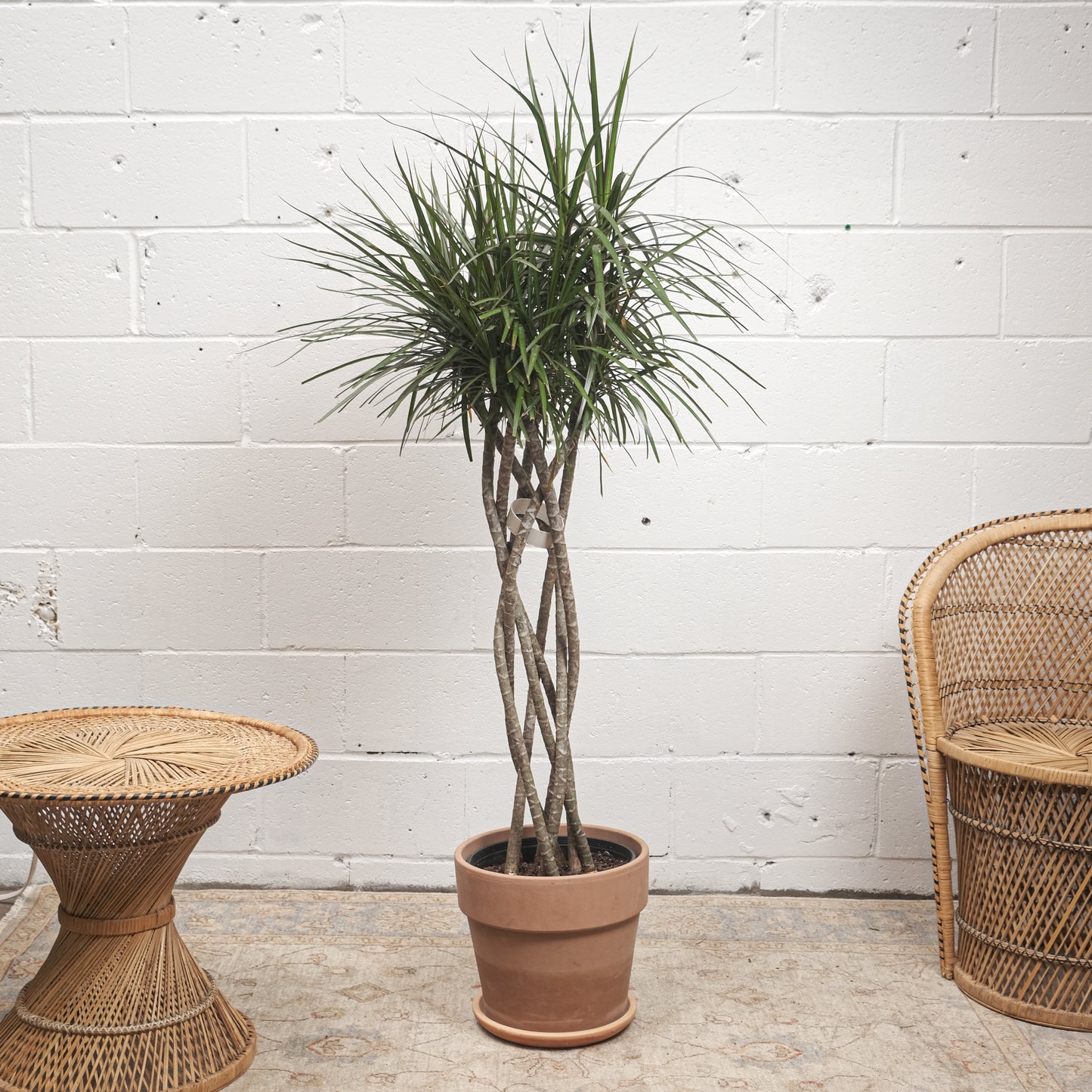 dracaena marginata braid Open Weave Dragon Tree: Marginata - 10" Pot