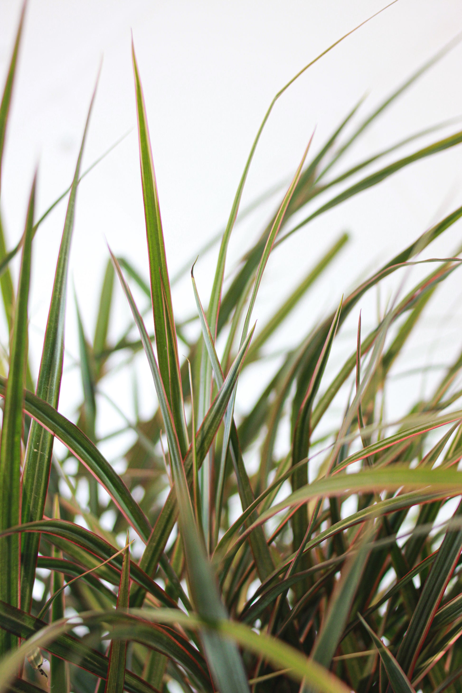 Dragon Tree: Dracaena marginata - 10 inch pot - 3-4 foot tall — indoor plant — indoor plant for sale by Promise Supply for delivery and pickup in Toronto.