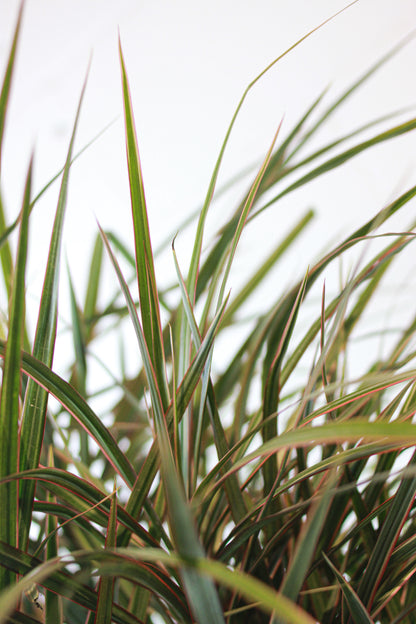 Dragon Tree: Dracaena marginata - 10 inch pot - 3-4 foot tall — indoor plant — indoor plant for sale by Promise Supply for delivery and pickup in Toronto.