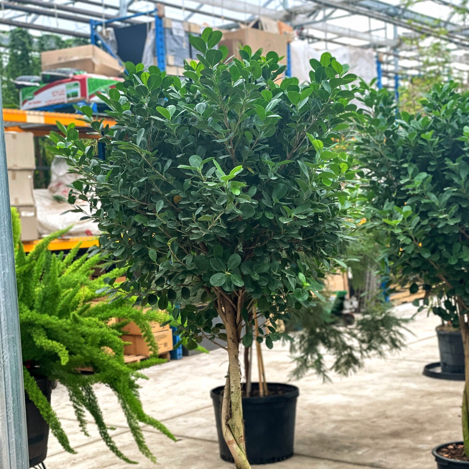 Moclame Ficus Tree (Ficus microcarpa) in a 17 inch pot. Indoor plant for sale by Promise Supply for delivery and pickup in Toronto