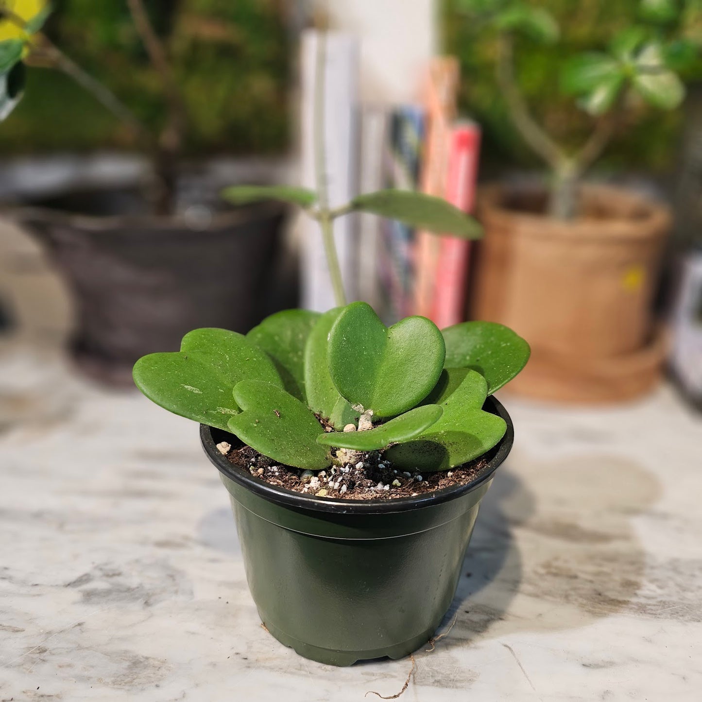 Hoya Heart (Hoya kerrii) in a 6 inch pot. Indoor plant for sale by Promise Supply for delivery and pickup in Toronto