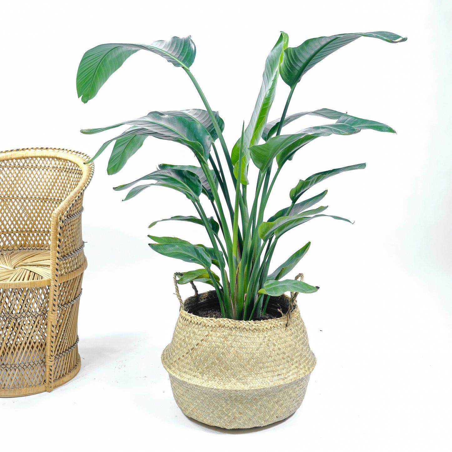 White Bird of Paradise, Banana Leaf Plant, Banana Tree (Strelitzia nicolai) in a 12 inch pot. Indoor plant for sale by Promise Supply for delivery and pickup in Toronto