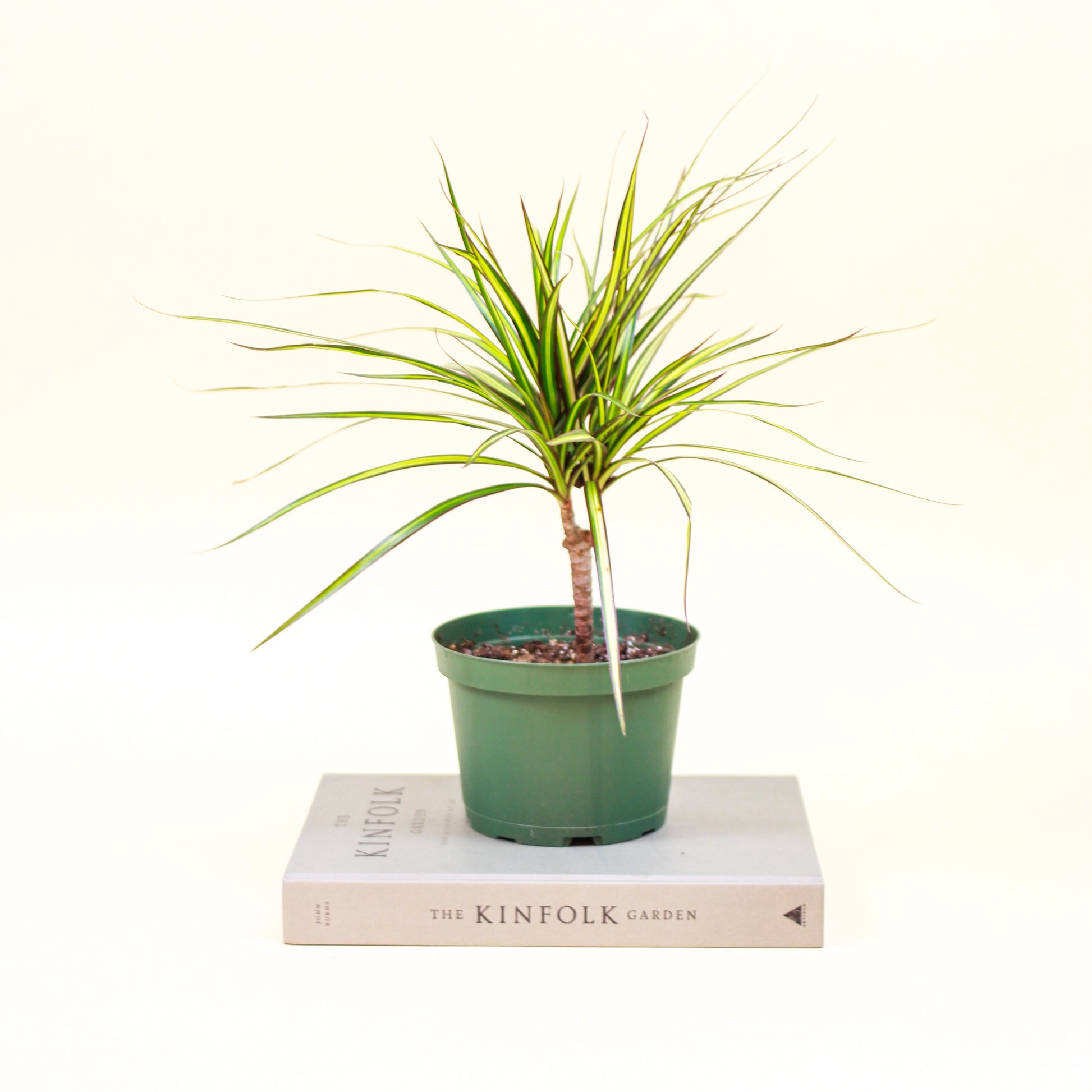 dracaena kiwi plant Kiwi Dragon Tree: Marginata - 6" Pot