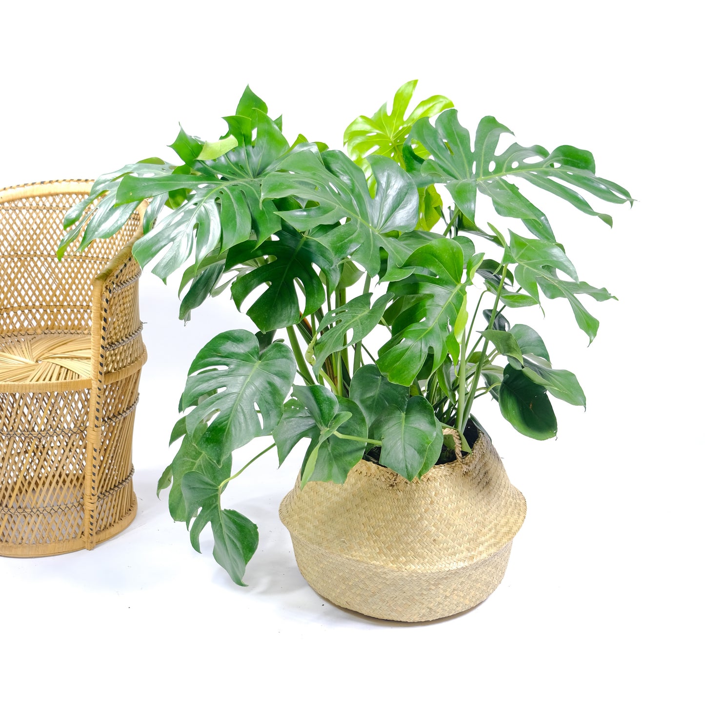 Swiss Cheese Plant, Split-Leaf Philodendron, Delicious monster, Mexican breadfruit, (Monstera deliciosa) in a 14 inch pot. Indoor plant for sale by Promise Supply for delivery and pickup in Toronto