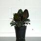 Burgundy Rubber Plant (Ficus elastica) in a 6 inch pot. Indoor plant for sale by Promise Supply for delivery and pickup in Toronto