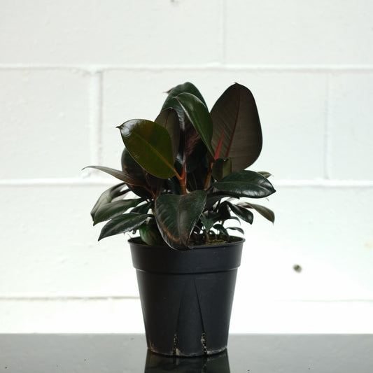 Burgundy Rubber Plant (Ficus elastica) in a 6 inch pot. Indoor plant for sale by Promise Supply for delivery and pickup in Toronto
