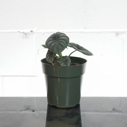 Elephant Ear (Alocasia maharani) in a 6 inch pot. Indoor plant for sale by Promise Supply for delivery and pickup in Toronto