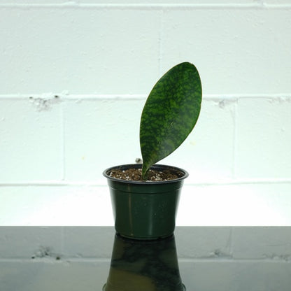 Whale Fin Snake Plant (Sansevieria masoniana) in a 6 inch pot. Indoor plant for sale by Promise Supply for delivery and pickup in Toronto