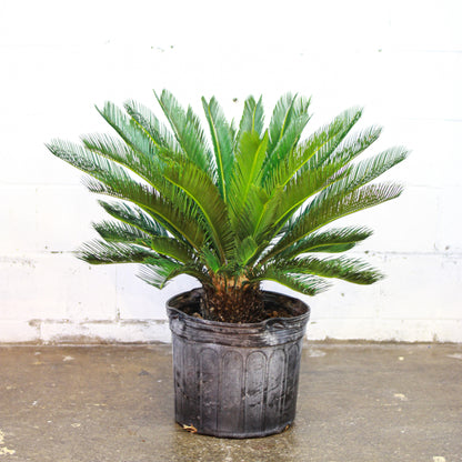 Sago Palm (Cycas revoluta) in a 14 inch pot. Indoor plant for sale by Promise Supply for delivery and pickup in Toronto