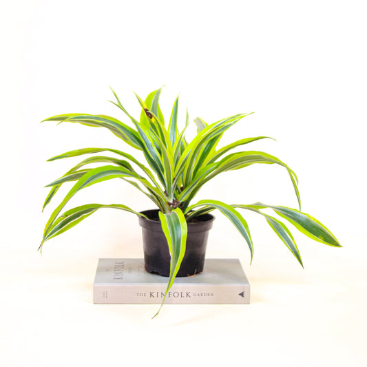 Corn Plant (Dracaena fragrans) in a 6 inch pot. Indoor plant for sale by Promise Supply for delivery and pickup in Toronto