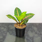 Croton Petra (Codiaeum variegatum) in a 4 inch pot. Indoor plant for sale by Promise Supply for delivery and pickup in Toronto