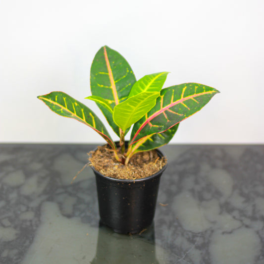 Croton Petra (Codiaeum variegatum) in a 4 inch pot. Indoor plant for sale by Promise Supply for delivery and pickup in Toronto