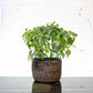 Aluminum Plant (Pilea cadierei) in a 8 inch pot. Indoor plant for sale by Promise Supply for delivery and pickup in Toronto