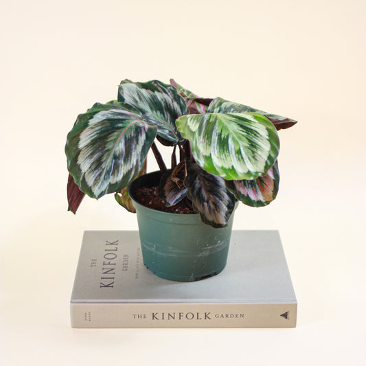 Medallion Calathea (Goeppertia roseopicta) in a 6 inch pot. Indoor plant for sale by Promise Supply for delivery and pickup in Toronto