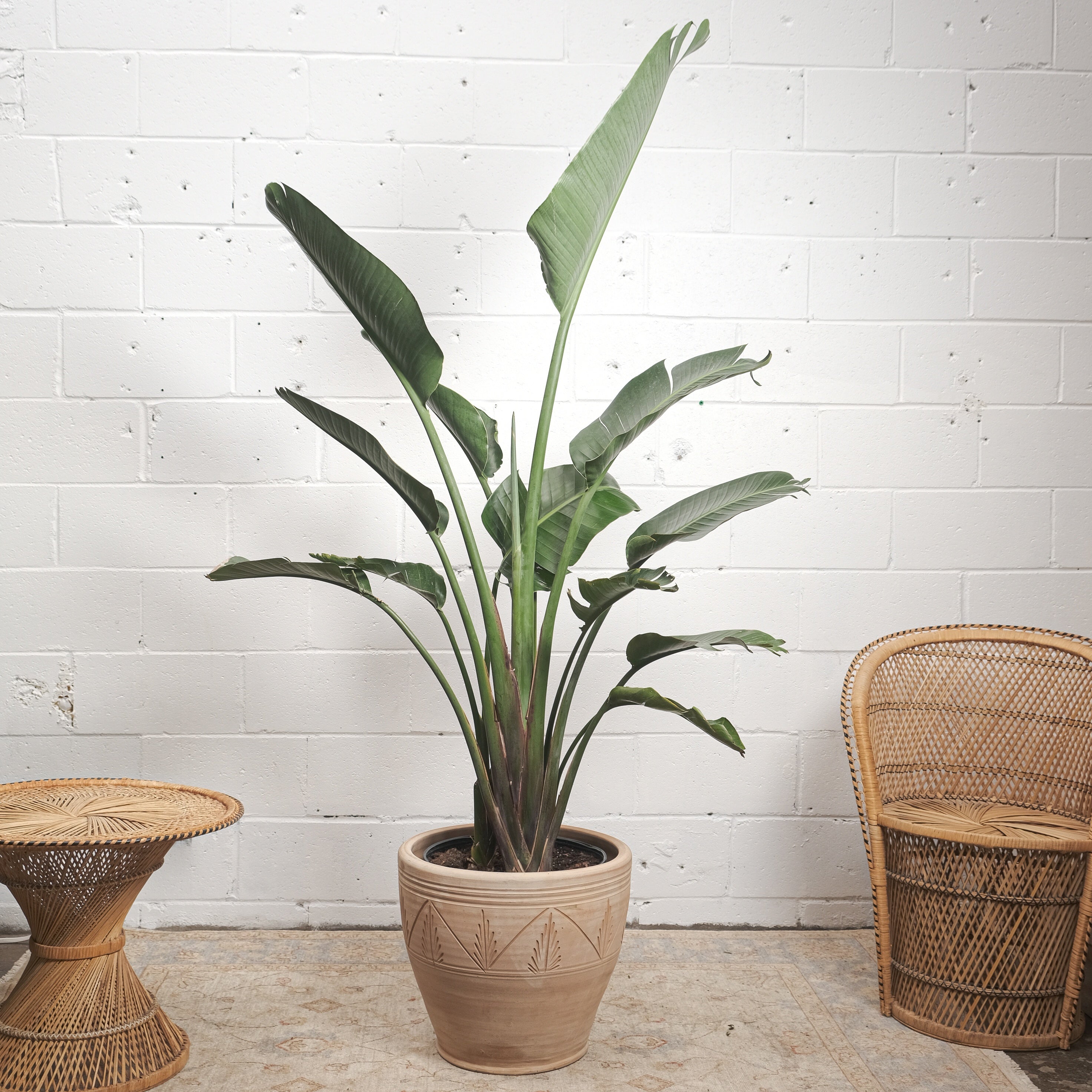 White Bird of Paradise: Strelitzia nicolai - 14 inch pot - 5-8 foot tall