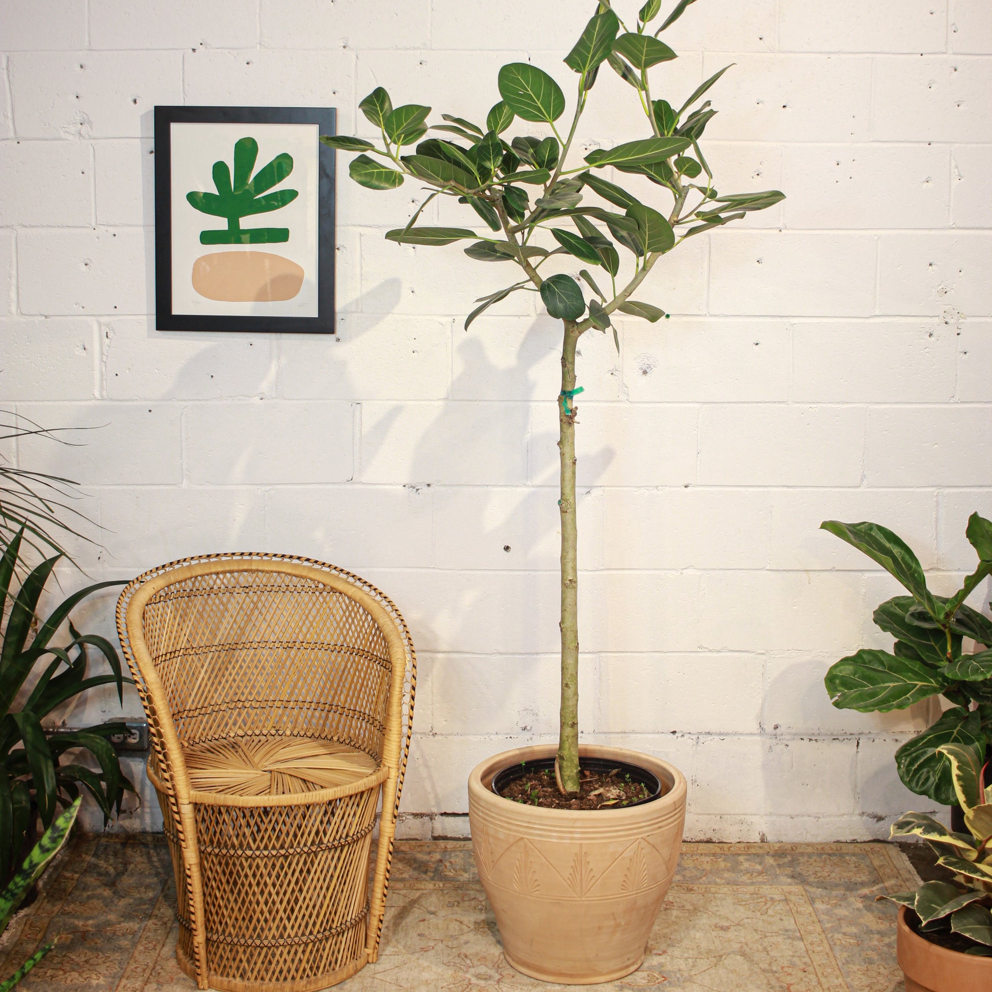 Ficus Audrey (Ficus benghalensis) in a 14 inch pot. Indoor plant for sale by Promise Supply for delivery and pickup in Toronto