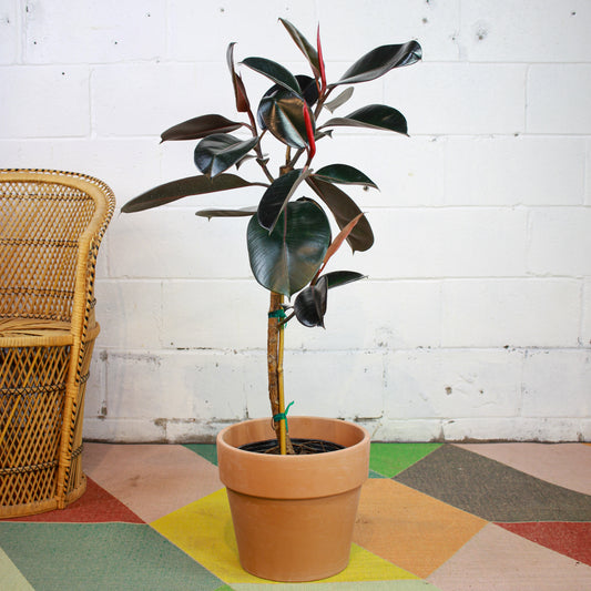 Rubber Plant, Rubber Tree, Rubber Ficus (Ficus elastica) in a 10 inch pot. Indoor plant for sale by Promise Supply for delivery and pickup in Toronto