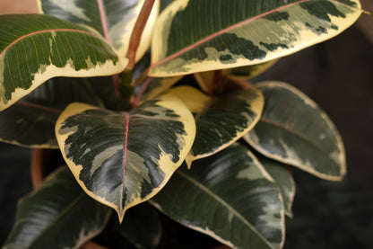 Variegated Rubber Plant (Ficus elastica 'Tineke') in a 10 inch pot. Indoor plant for sale by Promise Supply for delivery and pickup in Toronto