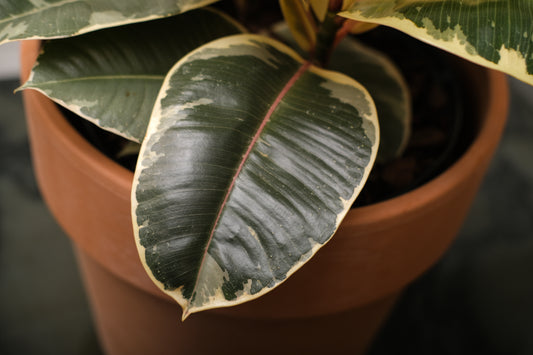 Variegated Rubber Plant (Ficus elastica 'Tineke') in a 10 inch pot. Indoor plant for sale by Promise Supply for delivery and pickup in Toronto