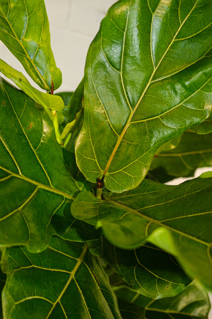 Fiddle Leaf Fig Column/Bush (Ficus lyrata) in a 14 inch pot. Indoor plant for sale by Promise Supply for delivery and pickup in Toronto