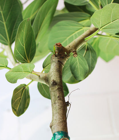 Ficus Audrey (Ficus benghalensis) in a 14 inch pot. Indoor plant for sale by Promise Supply for delivery and pickup in Toronto