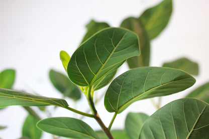 Ficus Audrey (Ficus benghalensis) in a 14 inch pot. Indoor plant for sale by Promise Supply for delivery and pickup in Toronto