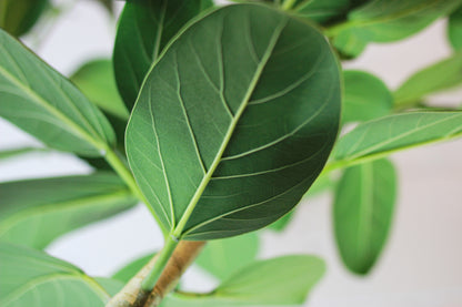 Ficus Audrey (Ficus benghalensis) in a 14 inch pot. Indoor plant for sale by Promise Supply for delivery and pickup in Toronto