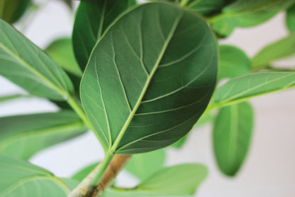 Ficus Audrey (Ficus benghalensis) in a 10 inch pot. Indoor plant for sale by Promise Supply for delivery and pickup in Toronto