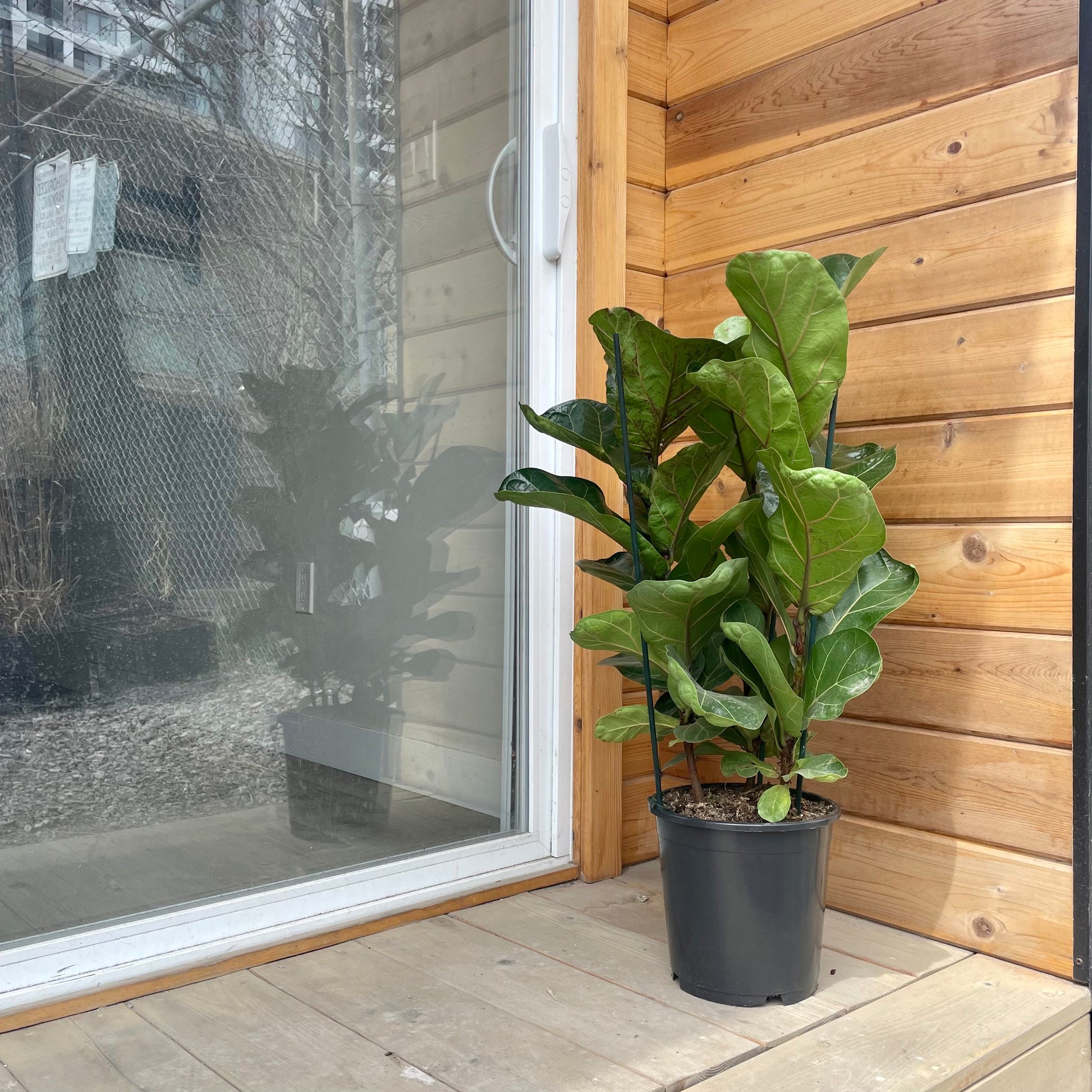 The Fiddle Leaf Fig, Banjo Fig, Fig Tree (Ficus lyrata) in a 8 inch pot. Indoor plant for sale by Promise Supply for delivery and pickup in Toronto