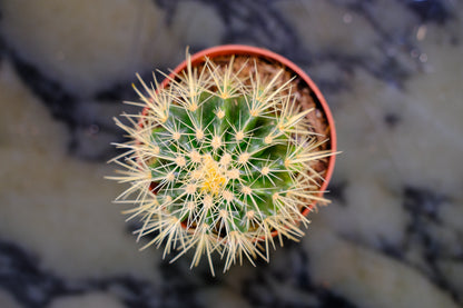 Golden Barrel Cactus (Echinocactus grusonii) in a 5 inch pot. Indoor plant for sale by Promise Supply for delivery and pickup in Toronto