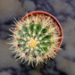 Golden Barrel Cactus (Echinocactus grusonii) in a 6 inch pot. Indoor plant for sale by Promise Supply for delivery and pickup in Toronto