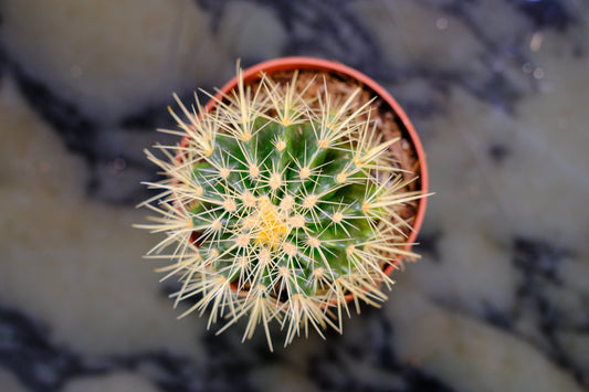 Golden Barrel Cactus (Echinocactus grusonii) in a 6 inch pot. Indoor plant for sale by Promise Supply for delivery and pickup in Toronto