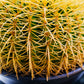 Golden Barrel Cactus (Echinocactus grusonii) in a 10 inch pot. Indoor plant for sale by Promise Supply for delivery and pickup in Toronto