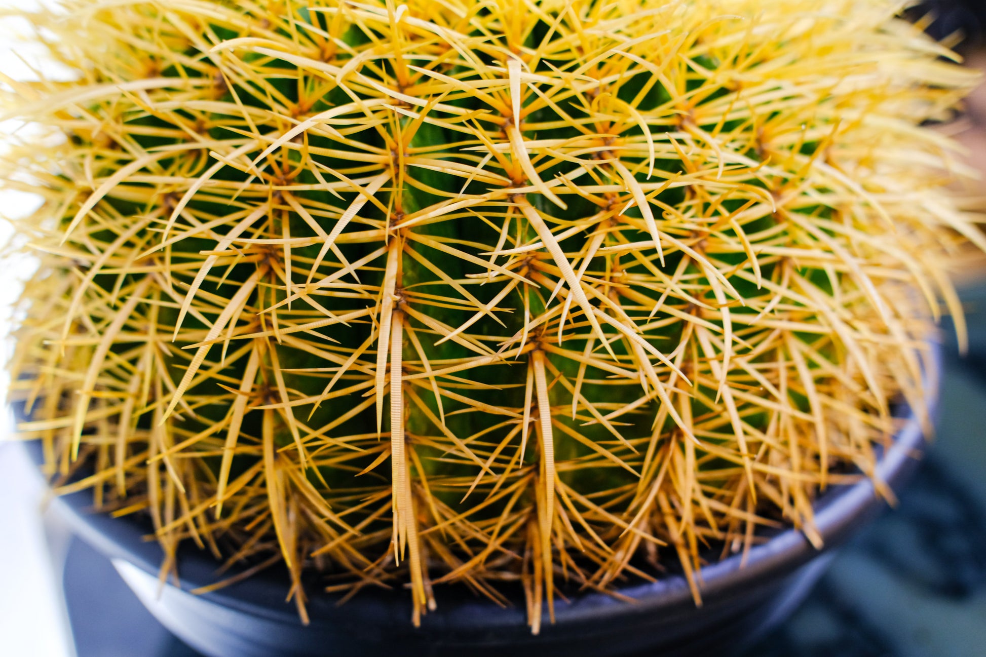 Golden Barrel Cactus (Echinocactus grusonii) in a 10 inch pot. Indoor plant for sale by Promise Supply for delivery and pickup in Toronto