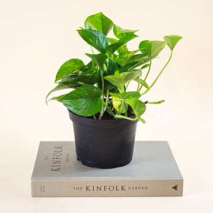 Pothos, Devil's Ivy, Money Plant, Money Vine (Epipremnum aureum) in a 6 inch pot. Indoor plant for sale by Promise Supply for delivery and pickup in Toronto