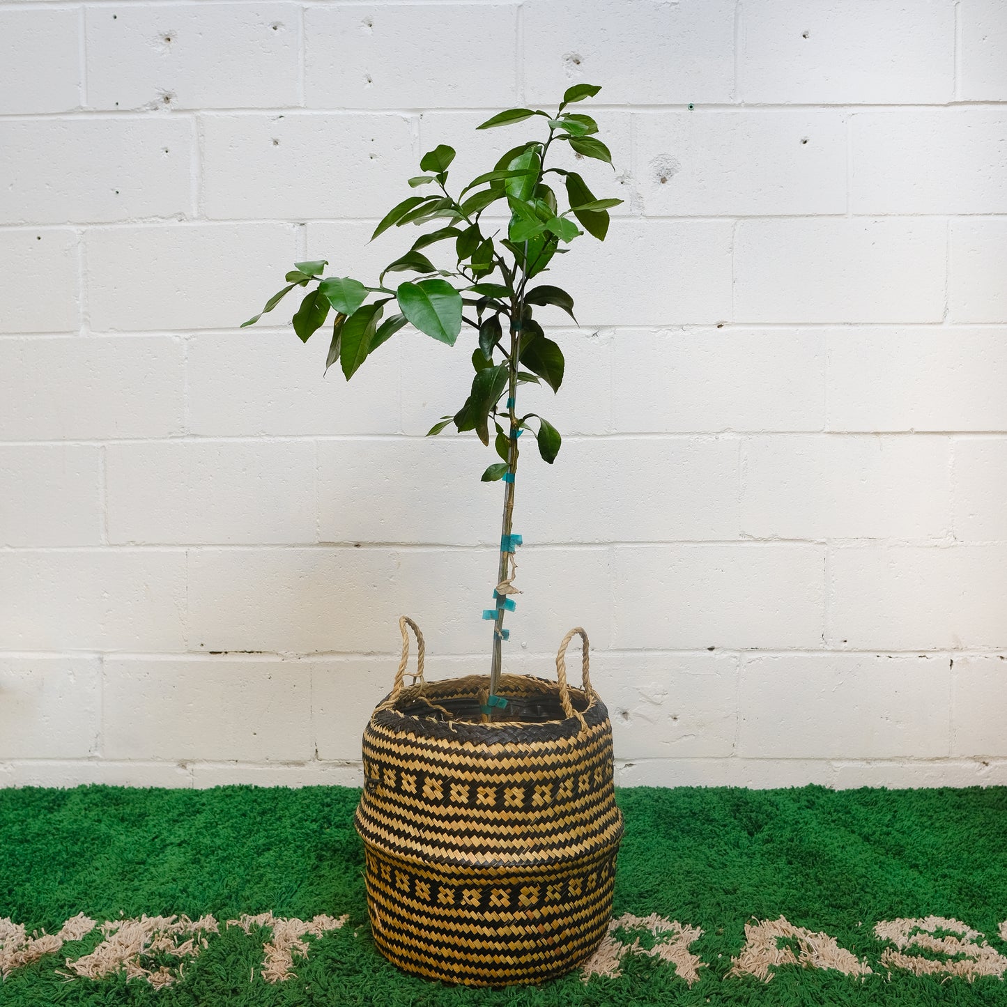 Grapefruit Tree (Citrus × paradisi) in a 12 inch pot. Indoor plant for sale by Promise Supply for delivery and pickup in Toronto